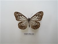 藏品(絹斑蝶)的圖片